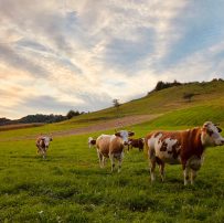 {{brizy_dc_image_alt entityId=